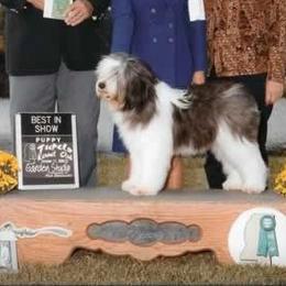 Polish Lowland Sheepdogs from StarPONs