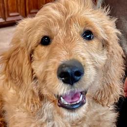 Bernedoodle and Goldendoodle All Grown Up from Gracie's Goldendoodles and Bernedoodles