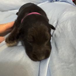 Magenta - Black and tan female German Shepherd puppy in La Follette, Tennessee from Moore German Shepherds