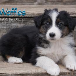Waffles - Black tri-color male Australian Shepherd puppy in Burbank, South Dakota from Dakota Rose Aussies