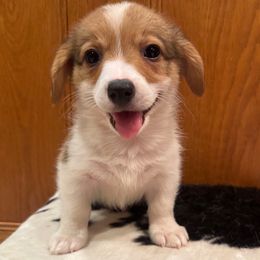 Johnny - Red male Pembroke Welsh Corgi puppy in Rosharon, Texas from Hallin’ Corgis