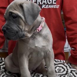 Lt Pink collar - Fawn female Cane Corso puppy in Clewiston, Florida from Far From Average Kennels