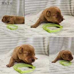 Lime Green Collar - Male - Yellow male Labrador Retriever puppy in Boyd, Minnesota from Lindley Labradors