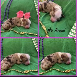 Girl 6 - Miniature Australian Shepherd puppy in Amarillo, Texas from Luna’s Mini Aussies