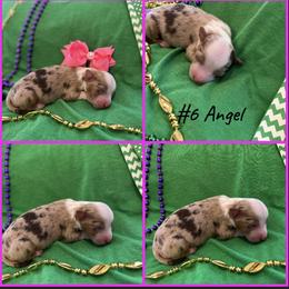 Girl 6 - Miniature Australian Shepherd puppy in Amarillo, Texas from Luna’s Mini Aussies