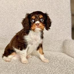 Rye - Chocolate male Cavalier King Charles Spaniel puppy in Sugarcreek, Ohio from Chocolate Cavalier