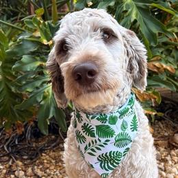 Rags - Labradoodle