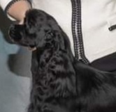 Envy - Cocker Spaniel