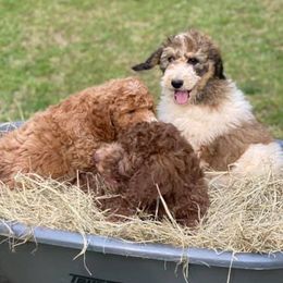 Goldendoodles from Southern Bred Doodles