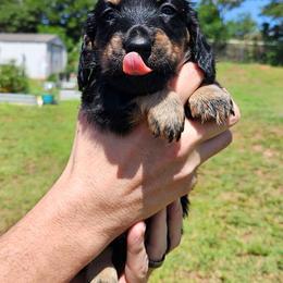 Chunk - Black and tan male Dachshund puppy in Guthrie, Oklahoma from The Rooted Place