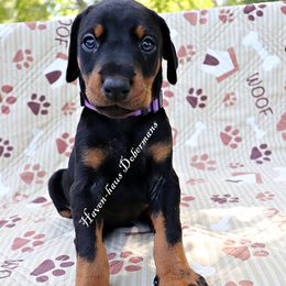 Purple collar 407 - Black and rust female Doberman Pinscher puppy in Harmony, North Carolina from Havenhaus Dobermans