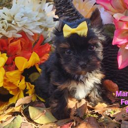 Pinkie - Black and gold female Yorkshire Terrier puppy in Dallas, North Carolina from Mandy's Miracles