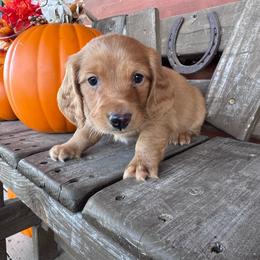 Thor - Red male Dachshund puppy in Afton, Oklahoma from C5 Doodles