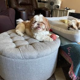 Shih Tzus from Michael Detrinidad's Shih Tzu