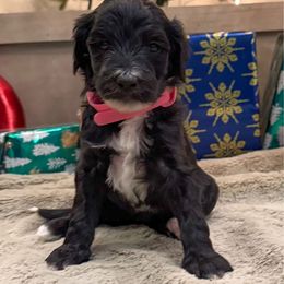 Pink - Black female Goldendoodle puppy in Tecumseh, Nebraska from Down South Doodles