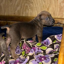 Boy 1 - Gray and fawn male Cane Corso puppy in Sienna, Texas from Robinson Elite Corsos