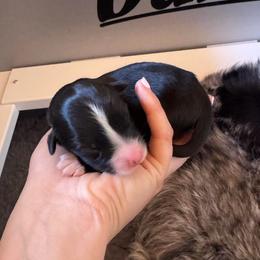 Boy 2 - Black & white male Australian Shepherd puppy in San Tan Valley, Arizona from SJR AUSSIES