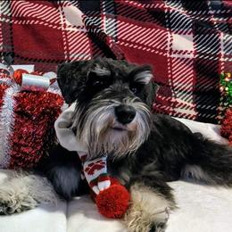 Zuko - Miniature Schnauzer