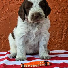 Leonberger and Spinone Italiano Puppies from Starfire Leonbergers and Spinone Italiano