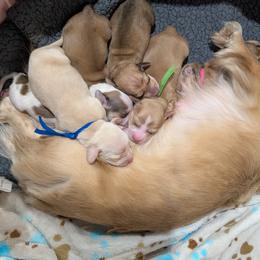 Dachshund Puppies from Ferrario Dachshunds