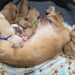 Dachshund Puppies from Ferrario Dachshunds