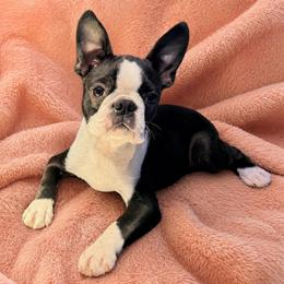 Wilma - Brindle and white female Boston Terrier puppy in Shell Knob, Missouri from Stoneridge Kennel