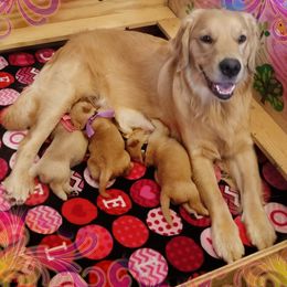 Golden Retriever Puppies from Big Bend Goldens