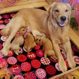 Golden Retriever Puppies from Big Bend Goldens