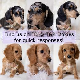 Dachshund puppies from T&R Doxies
