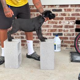 Purple - Black male Cane Corso puppy in Laplace, Louisiana from BFM Cane Corso’s