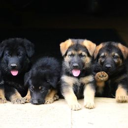 German Shepherd Puppies from Haus Morrisson German Shepherds