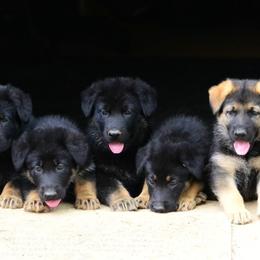 German Shepherd Puppies from Haus Morrisson German Shepherds