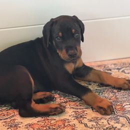 Salem - Black and rust male Doberman Pinscher puppy in Mason, Texas from Hill Country Family Dobermans