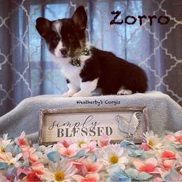 American Corgi and Pembroke Welsh Corgi Puppies from Weatherby’s Corgis