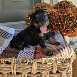 Forrest - Phantom male Bernedoodle puppy in Russell Springs, Kentucky from 270 Doodles