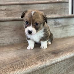Asiago - Sable and white male American Corgi puppy in Pahrump, Nevada from Desert Sunset Corgis