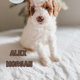 Alex Morgan - Parti female Goldendoodle puppy in Jacksonville, Florida from First Coast Goldendoodles