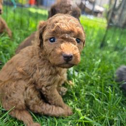 Orchid - Red female Aussiedoodle puppy in Blackfoot, Idaho from Draper Mountain Doodles