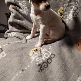 Boy tri - Tri-colored male Parson Russell Terrier puppy in Phelan, California from Elite Parson Russells