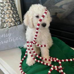 Goldendoodle Puppies from Pacific Goldendoodle, LLC