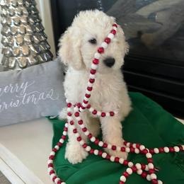 Goldendoodle Puppies from Pacific Goldendoodle, LLC