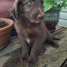 Aussiedoodle and Miniature Australian Shepherd Puppies from Aussies Acre