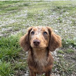 Dachshund All Grown Up from Camden Line Dachshunds
