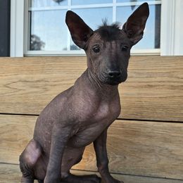 Joker - Black male Xoloitzcuintli puppy in Ethridge, Tennessee from Royalty Reigns Xolos