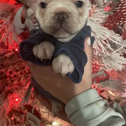 MO - Cream male French Bulldog puppy in Rangely, Colorado from Lucero's Frenchies
