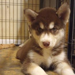 Dan - Brown and white Siberian Husky puppy in Dunnellon, Florida from Clover's Legacy Siberians