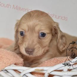 Cream dapple - Dapple male Dachshund puppy in Seminary, Mississippi from Down South Mavericks Dachshunds