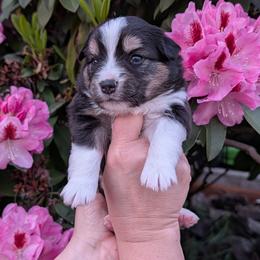 Triumph - Black tri female Miniature Australian Shepherd puppy in Marysville, Washington from Garay Mini Aussies