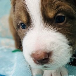 Boy 2 - Black Australian Shepherd puppy in New York from Breezy Woods Aussies