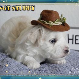 Coton de Tulear Puppies from Buttercup Cotons of Texas
